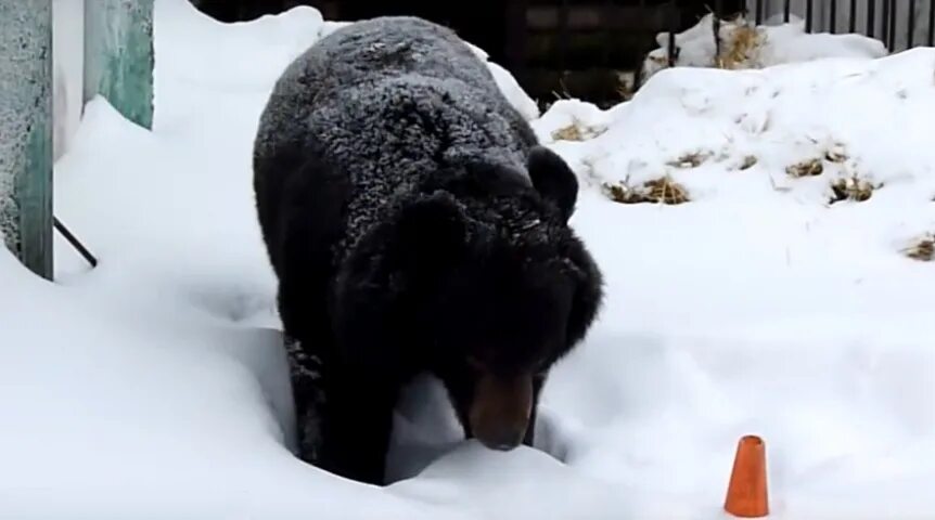 Медведица 1 час. Медведи в Омской области. В Омском зоопарке проснулся медведь. Большереченский зоопарк медведь Диксон.