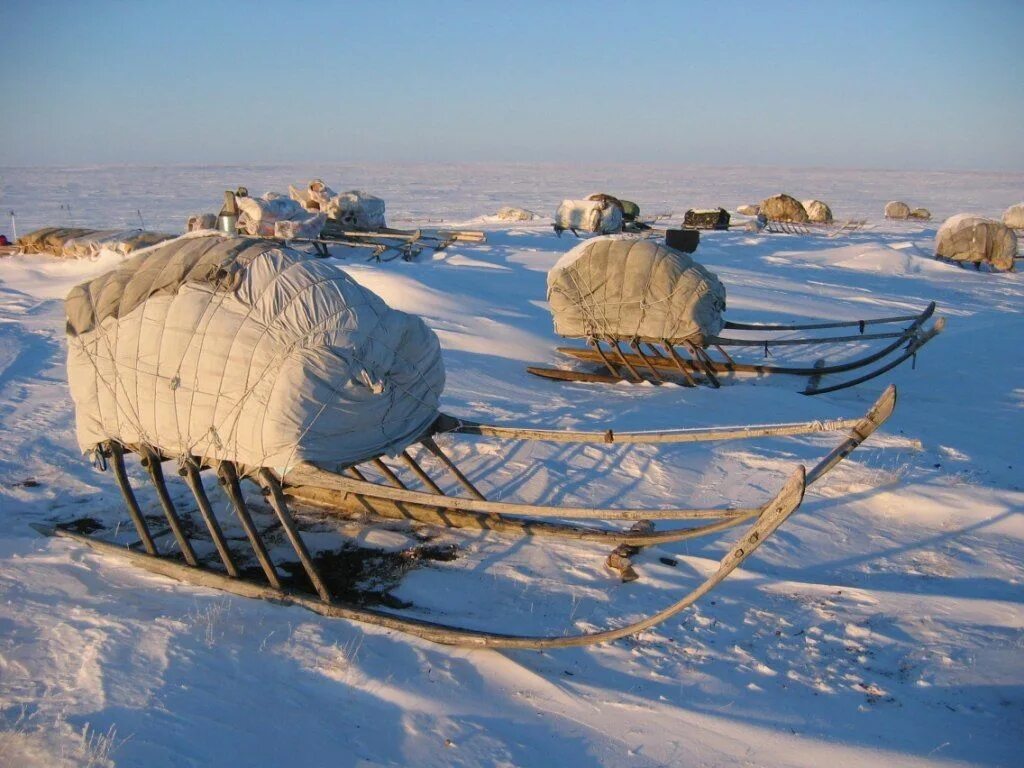 Нарты ненцев. Олени ненцы Нарты. Нарты эскимосов. Сани Ямал. Заменяет эскимос коня 6 букв