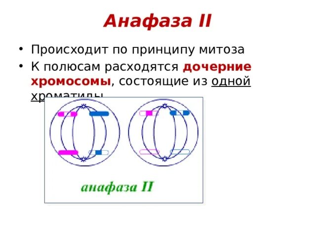 Сколько клеток в анафазе. Анафаза 2. Анафаза мейоза 1. Анафаза мейоза 2. Анафаза дочерние хромосомы.