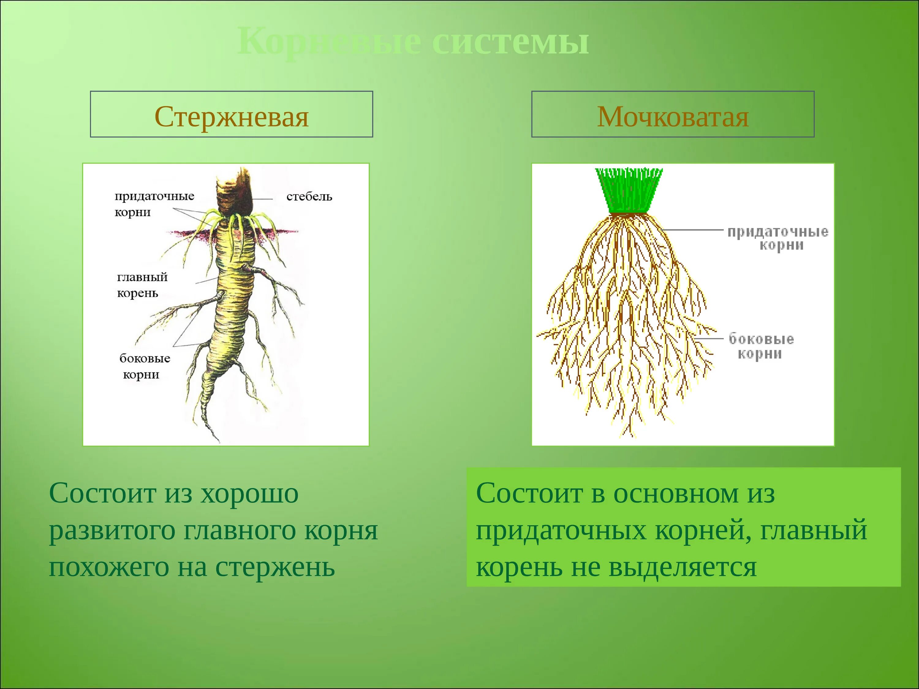 Стержневая мочковая система корны. Стержневая и мочковатая корневая система. Растения с стержневыми и мочковатыми корнями. Стержневая и мочковатая корневая система представители.