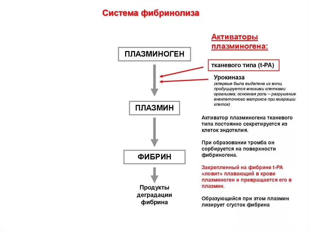 Типы активаторов. Фибринолитик -тканевой активатор плазминогена. Структура и функции плазминогена. Активаторы системы фибринолиза. Активатор плазминогена тканевого типа.