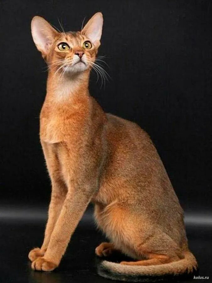 Фотографии абиссинскую породу. Порода абиссинец. Абиссинская кошка. Кот породы абиссинец. Ориентальные абиссинцы.