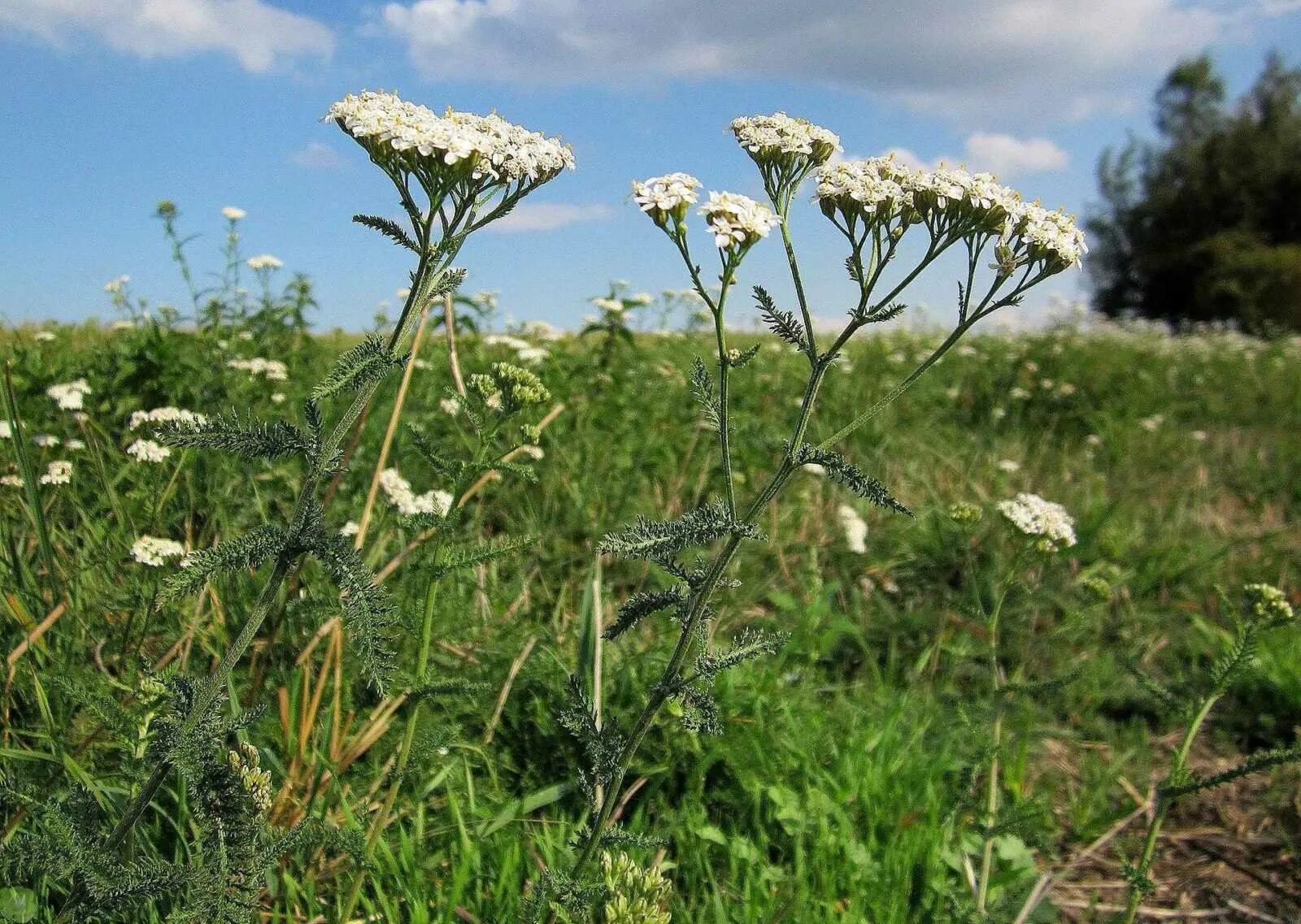 Тысячелистник обыкновенный (Achillea millefolium). Тысячелистник обыкновенный (Achilléa millefólium). Тысячелистник обыкновенный (Achillea millefolium l.). Тысячелистник зонтичный Achillea umbellata. Трава верности