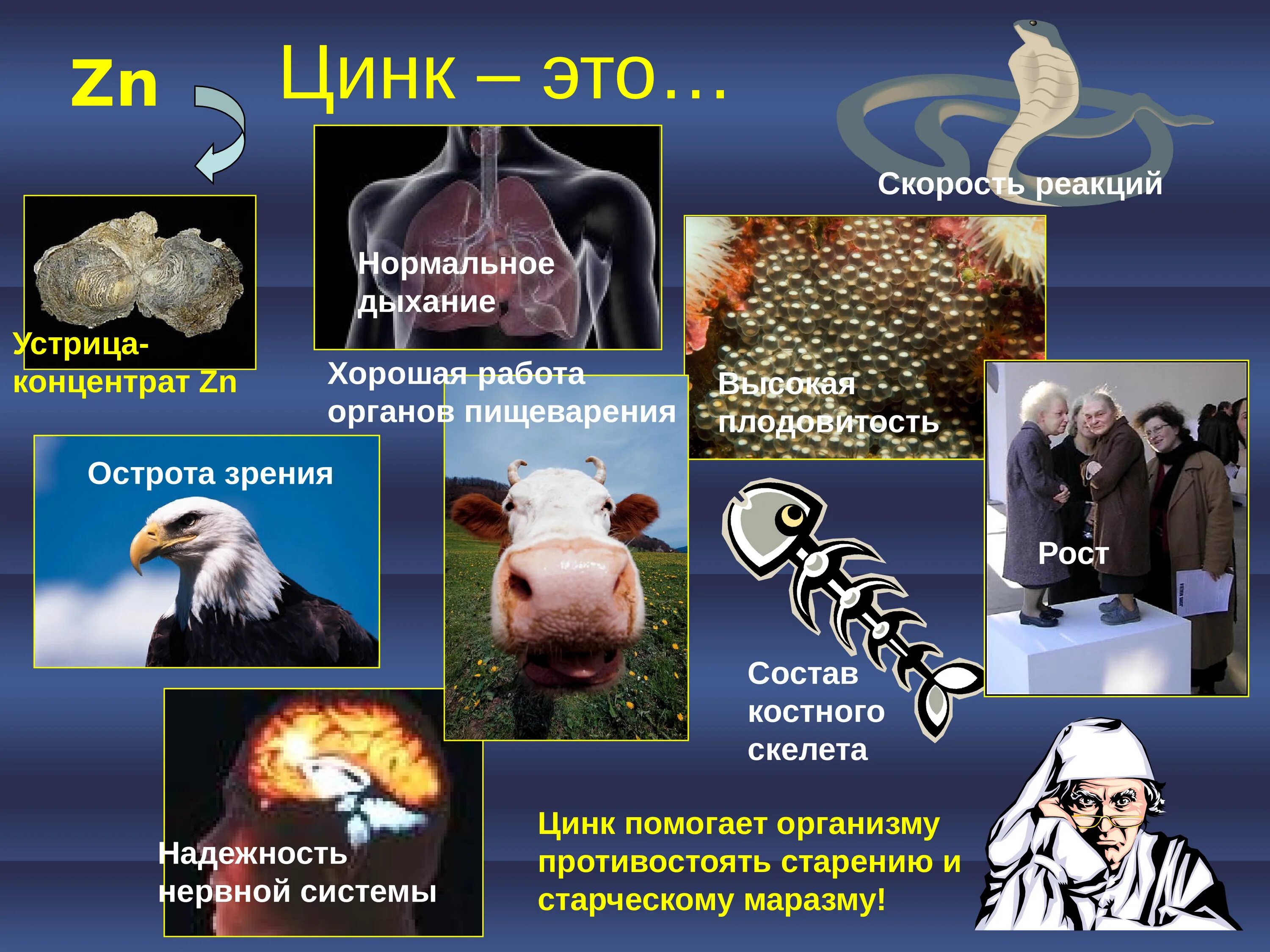 Польза живых организмов. Роль цинка в организме. Цинк в организме человека. Функции цинка в организме человека. Цинк в организме человека его роль.