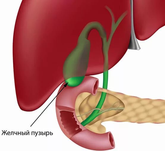 Застой печени лечение. Желчь застаивается в печени.