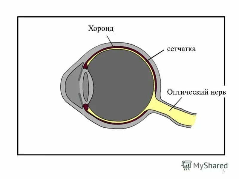 Сетчатка а в 2 3. Оптический нерв. Оптический нерв глаза. Ход волокон зрительного нерва. Диск зрительного нерва схема.