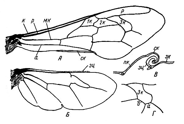Крылья мухи схема. Перепончатокрылые строение крыльев. Строение крыльев пчелы медоносной. Пчела медоносная Крылья. Строение крыла медоносной пчелы.