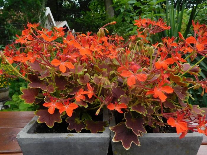 Пеларгония ванкувер. Пеларгония vancouver centennial. пеларгония стеллар vancouver centennial. пеларгония pelargonium vancouver centennial. пеларгония стеллар ванкувер.