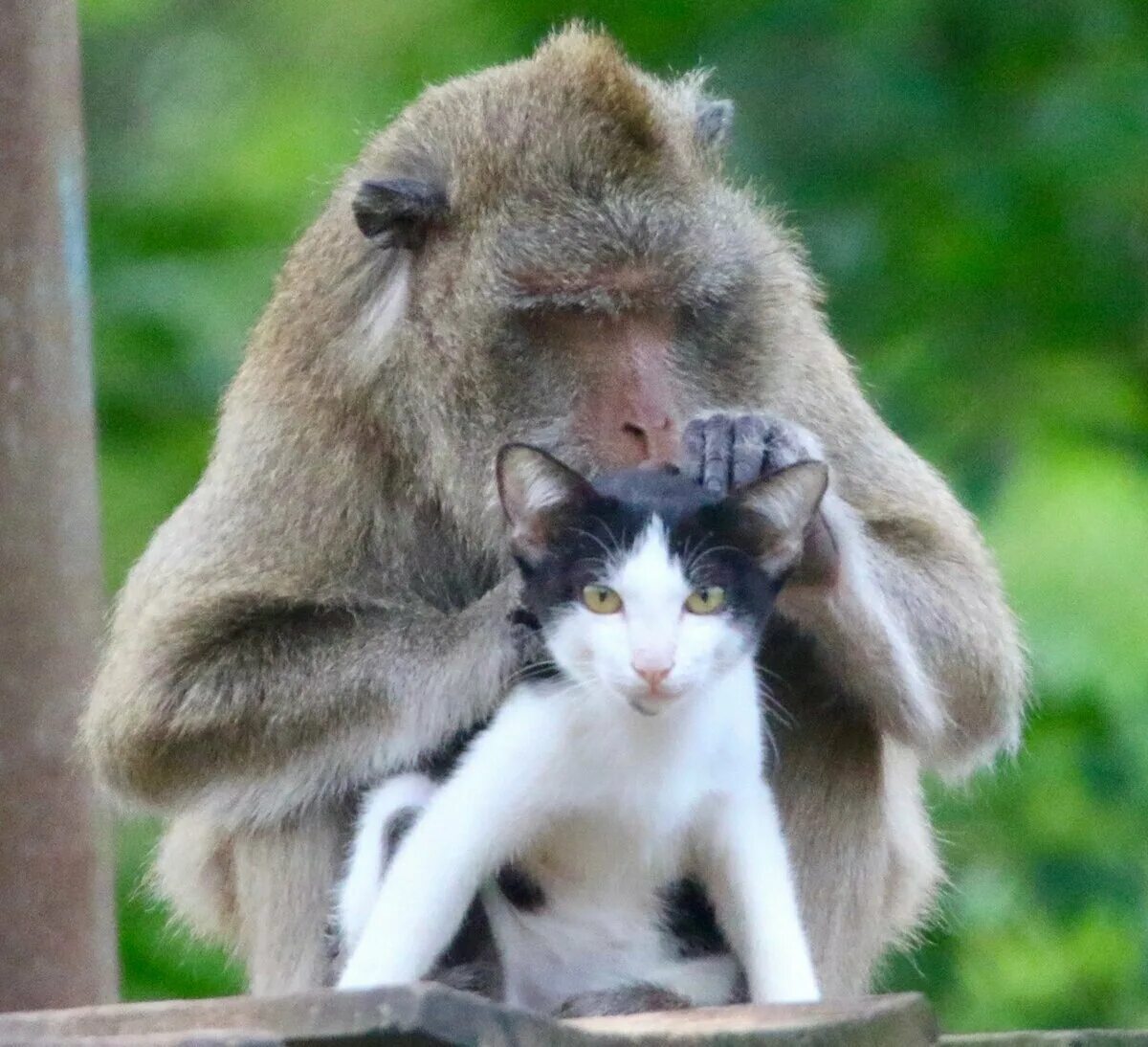 Коте обезьянка. Необычная Дружба животных. Обезьянка и кошка. Обезьяна и котенок. Необычная Дружба между животными.