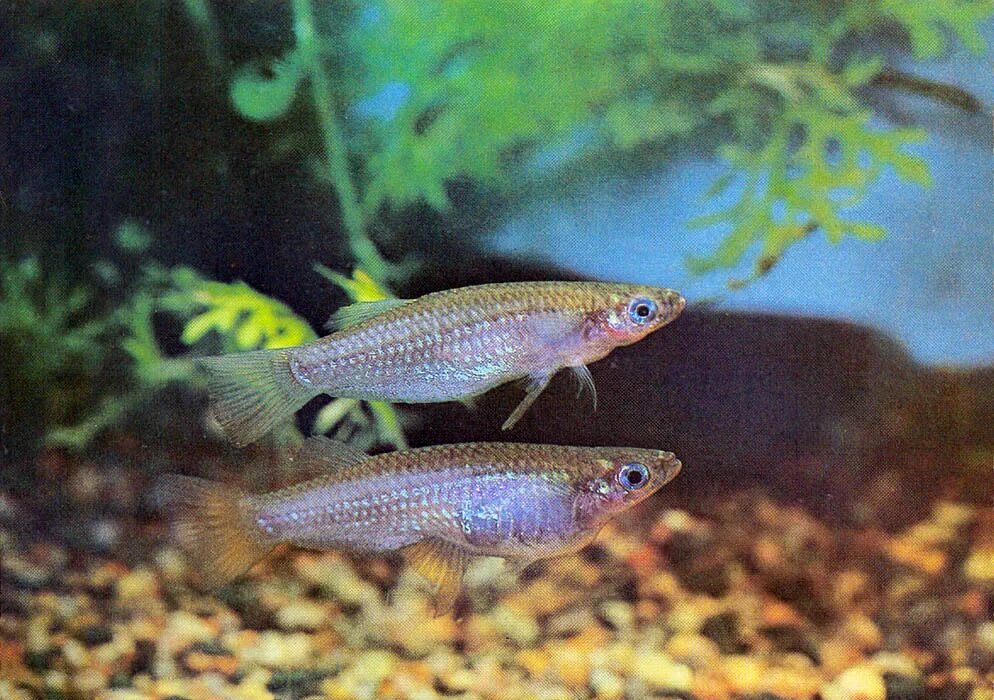 альфаро рыбка аквариумная. гирардинус рыбка аквариумная. салпа маджоре прозрачная. альфаро (alfaro) элой. альфаро бирюзовый аквариумная рыбка.