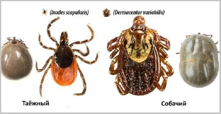 Как отличить энцефалитного. Энцефалитный иксодовый клещ. Клещи энцефалитные как отличить. Самка энцефалитного клеща. Энцефалитный клещ и обычный клещ.