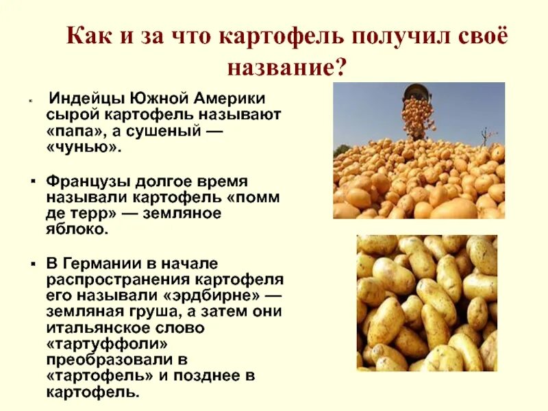 Текст земляные яблоки. Сообщение о картошке. Картофель презентация. Картошка для презентации. Презентация на тему картофель.