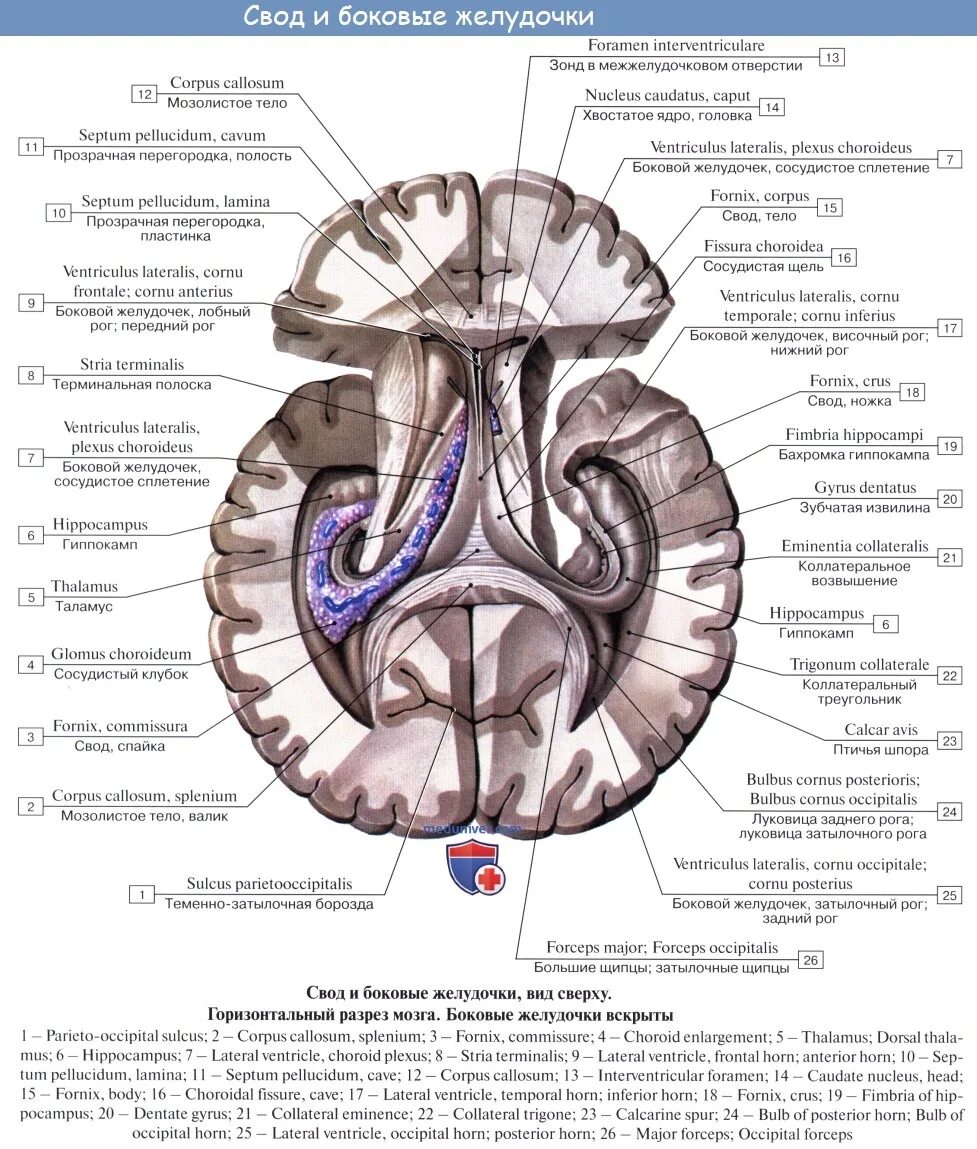 Боковые желудочки головного мозга анатомия. Строение стенки желудочка мозга. Конечный мозг анатомия боковые желудочки. Строение свода конечного мозга. Затылочные рога