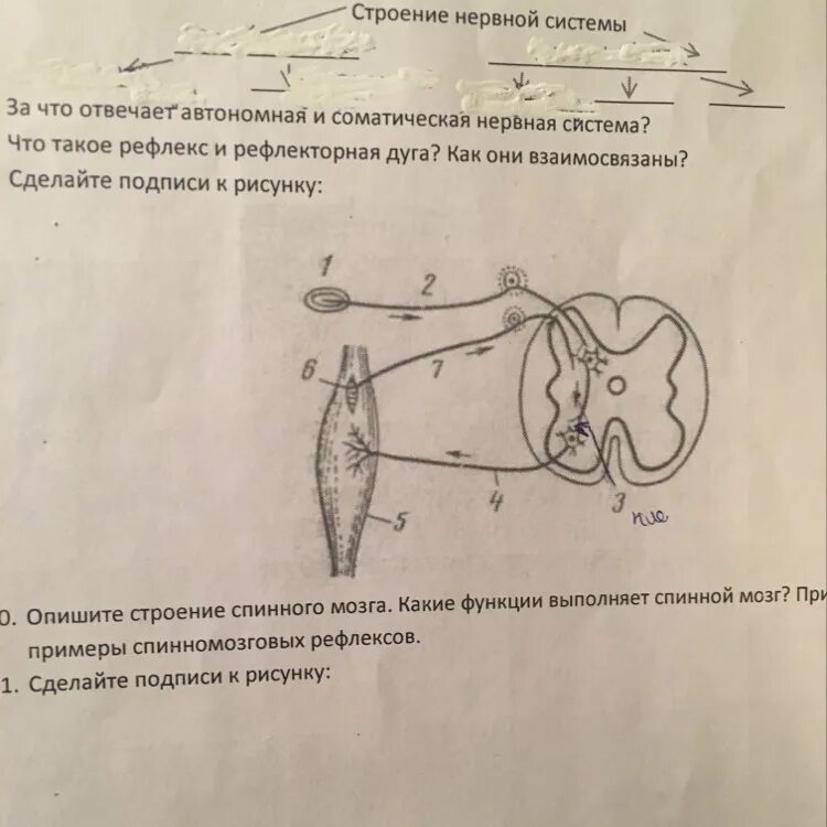 Спинной и головной мозг тест 8 класс. Задания по спинному мозгу. Спинной мозг биология 8. Карточки задания по головному и спинному мозгу. Спинномозговой нерв 8 класс.