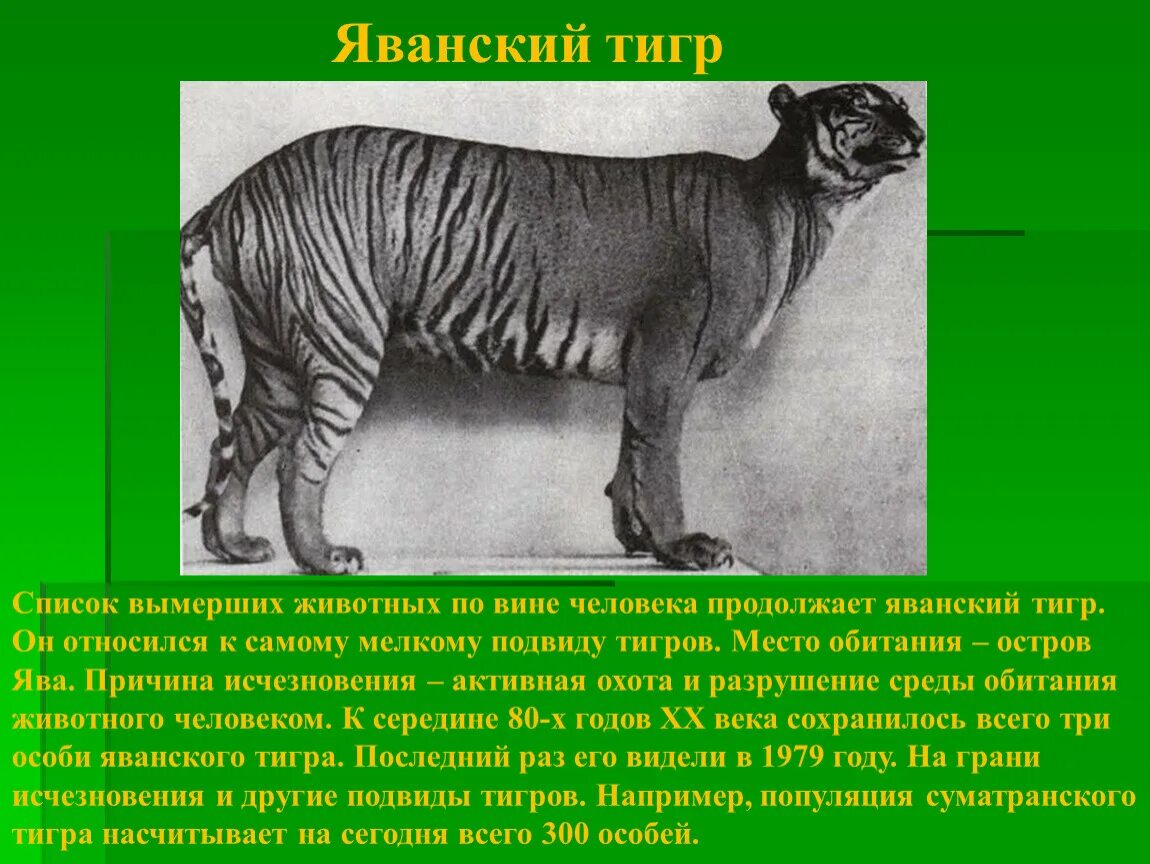 Животные исчезнувшие по вине человека. Вымершие животные по вине человека. Животные которые исчезли по вине человека. Животные исчезнувшеепо вине человека. Вид исчезнувший по вине человека