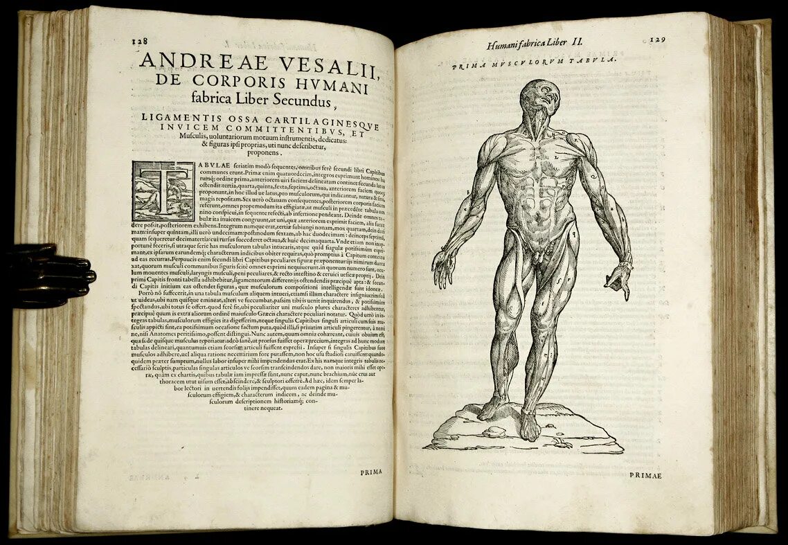 La prof. Prof di anatomia. Di anatomia актеры. Di anatomia актеры. Prof di anatomia.