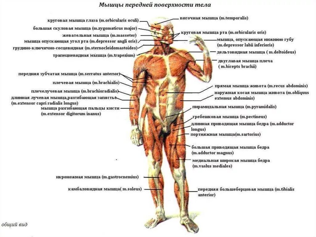 Мышечная система вид спереди. Скелетные мышцы вид спереди. Поверхностные мышцы человека спереди.