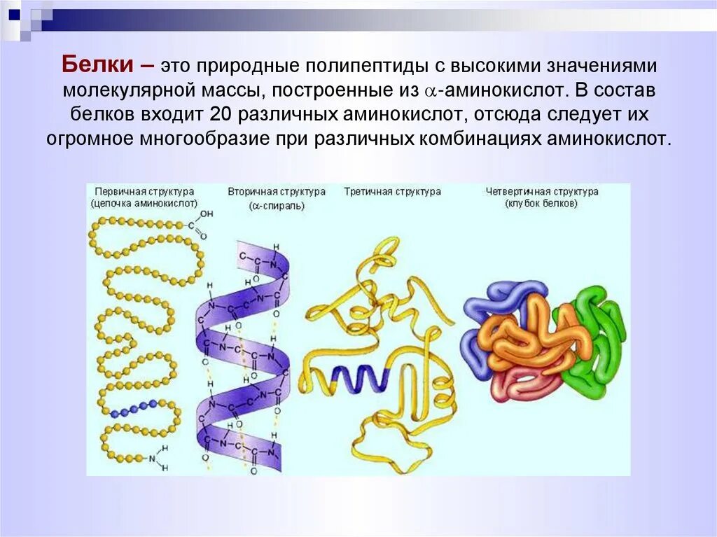 Форма молекулы полипептида. Белки. Белки биология. Белки это природные полипептиды. Вторичная структура белка.