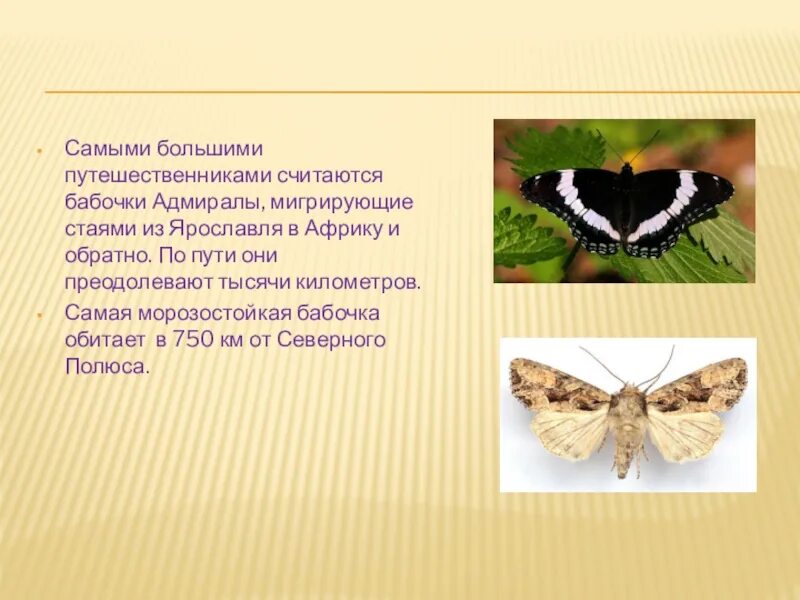 Обитание бабочек. Длительность жизни бабочки. Место где обитают бабочки. Место обитания бабочек. Бабочка какой вопрос