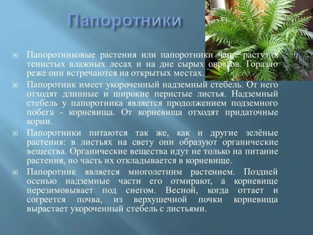 Рассказ о папоротнике. Рассказать о папоротнике. Папоротник доклад. Сообщение о папоротнике. Информация о папоротнике.