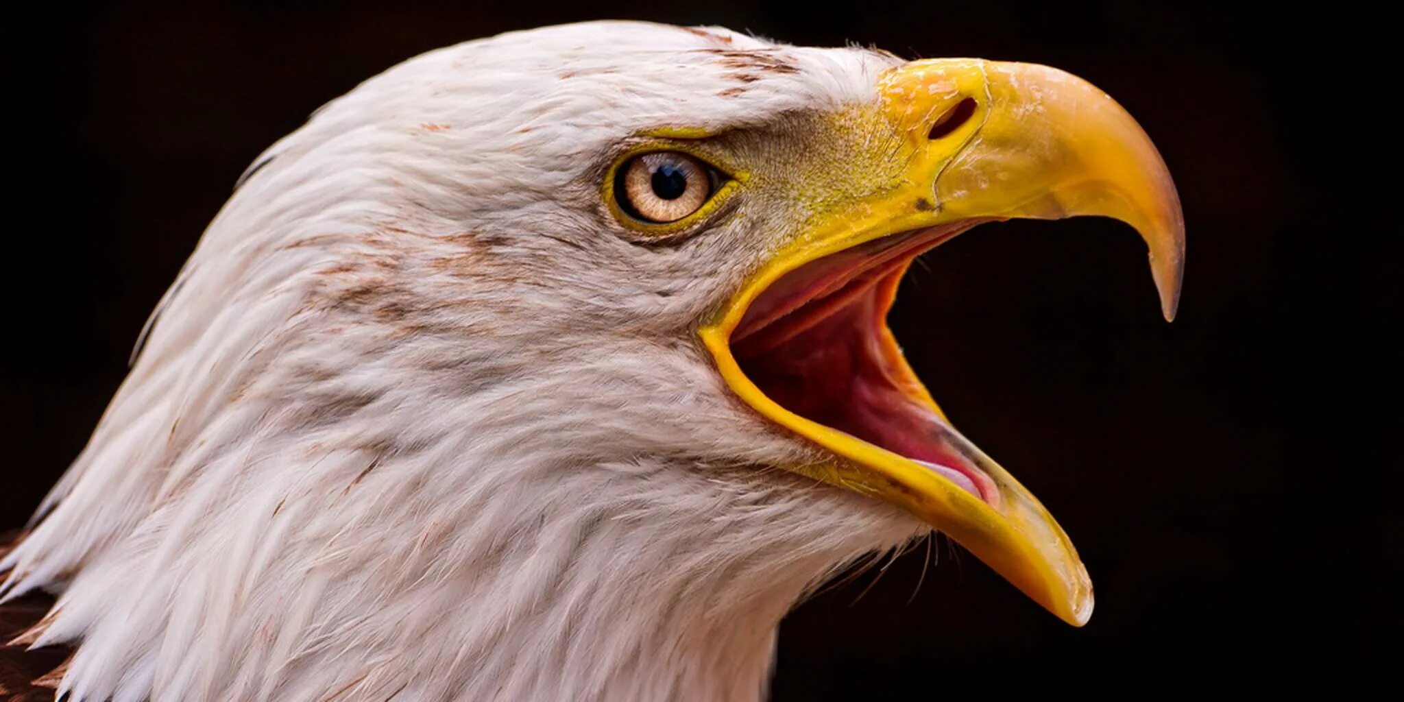 глаза орла черный фон. старый орел птица. притча об орле в возрасте 40 лет. зоркий орел. орел разбивает клюв.