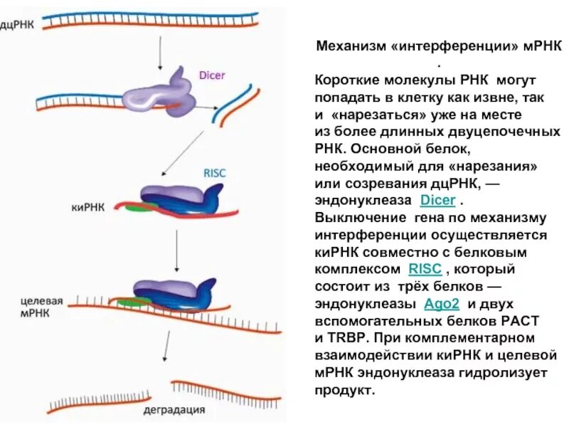 Этапы процесса РНК-интерференции.. РНК интерференция механизм. РНК интерференция роль. Биологическая роль РНК-интерференции.