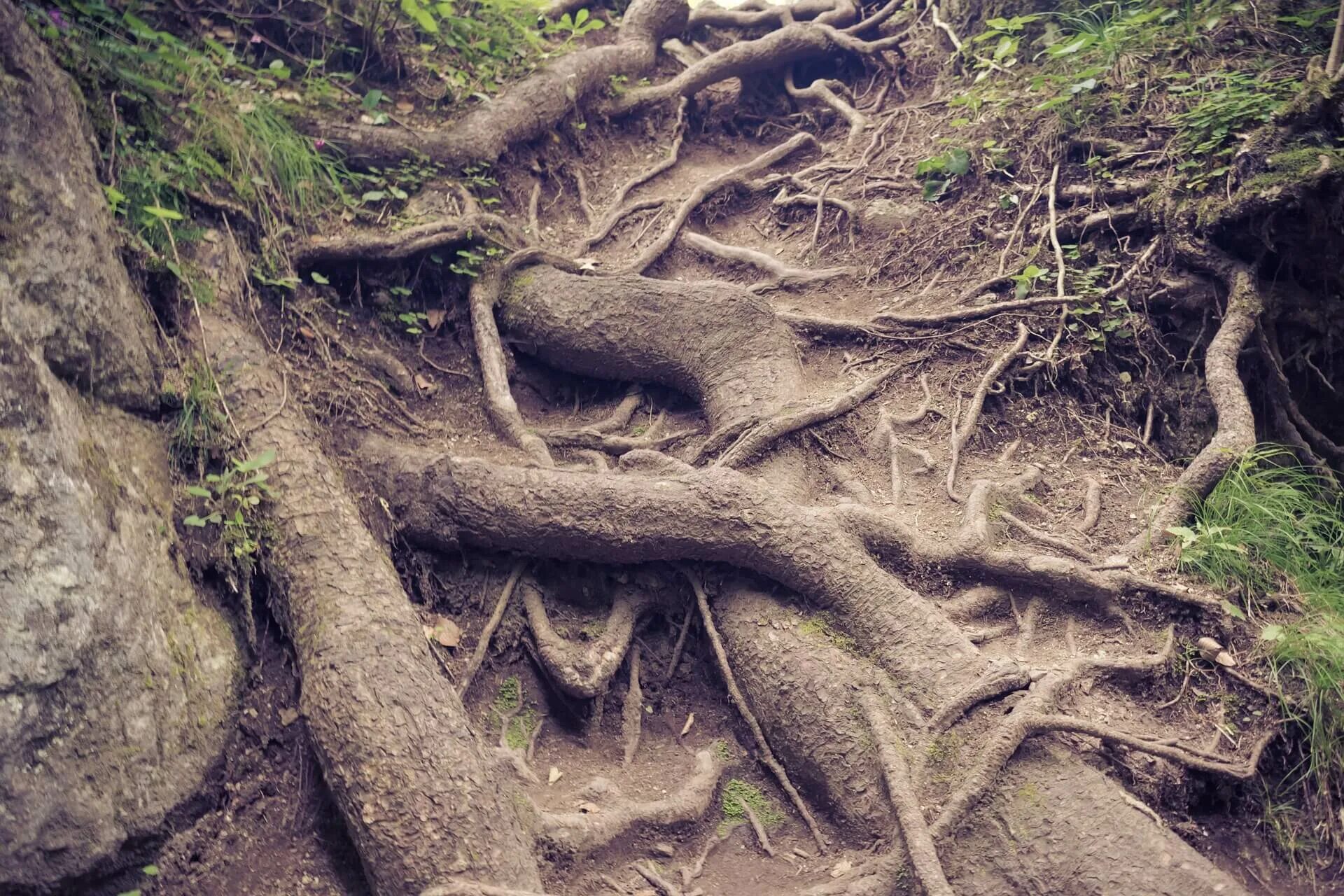 Корни деревьев в лесу. Корни дерева. корни поваленного дерева. природа деревья с корнями.