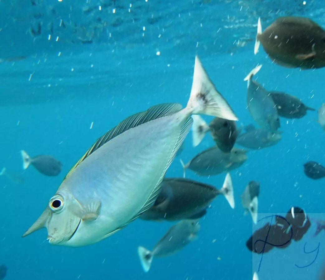 Рыбки на мальдивах. Крупные рыбы мальдив. Голубой скат мальдивы. Рыбы на мальдивах в полоску. Рыбы мальдивы название.