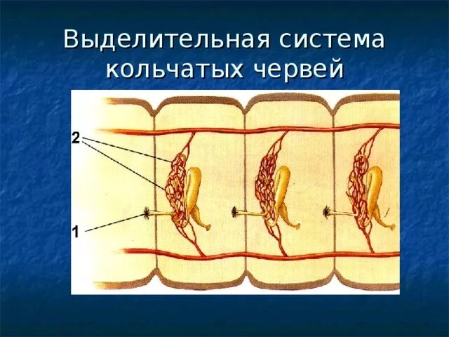 Выделительная система кольчатых червей. Метанефридиальная выделительная система кольчатых червей. Выделительная система система кольчатых червей. Кольчатые черви выделительная система.