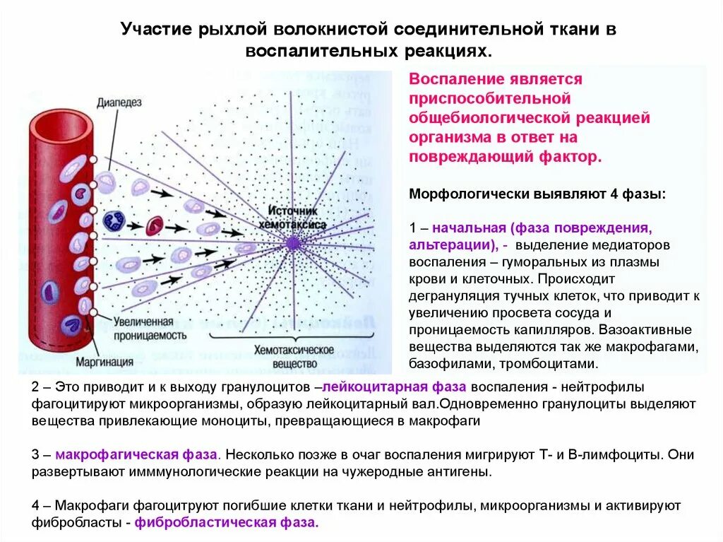 Что значит лейкоцитарная реакция. Клетки рыхлой волокнистой соединительной клетки. Воспалительная реакция клетки. Фазы лейкоцитарной реакции. Рыхлая соединительная ткань это кровь.