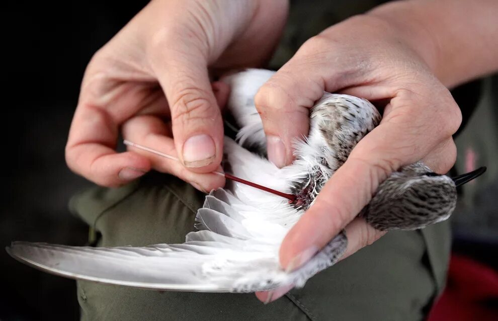 Техника взятия крови у птиц.