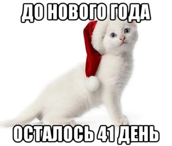 Нов пол часа. До нового года осталось 41 день. До нового года осталось 11 дней. До нового года осталось Мем. До нового года 41 день картинки.