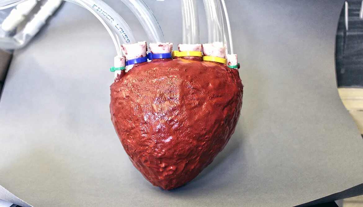 Искусственное сердце протез. Искусственные органы человека. Искусственные органы сердце. Искусственные легкие цены