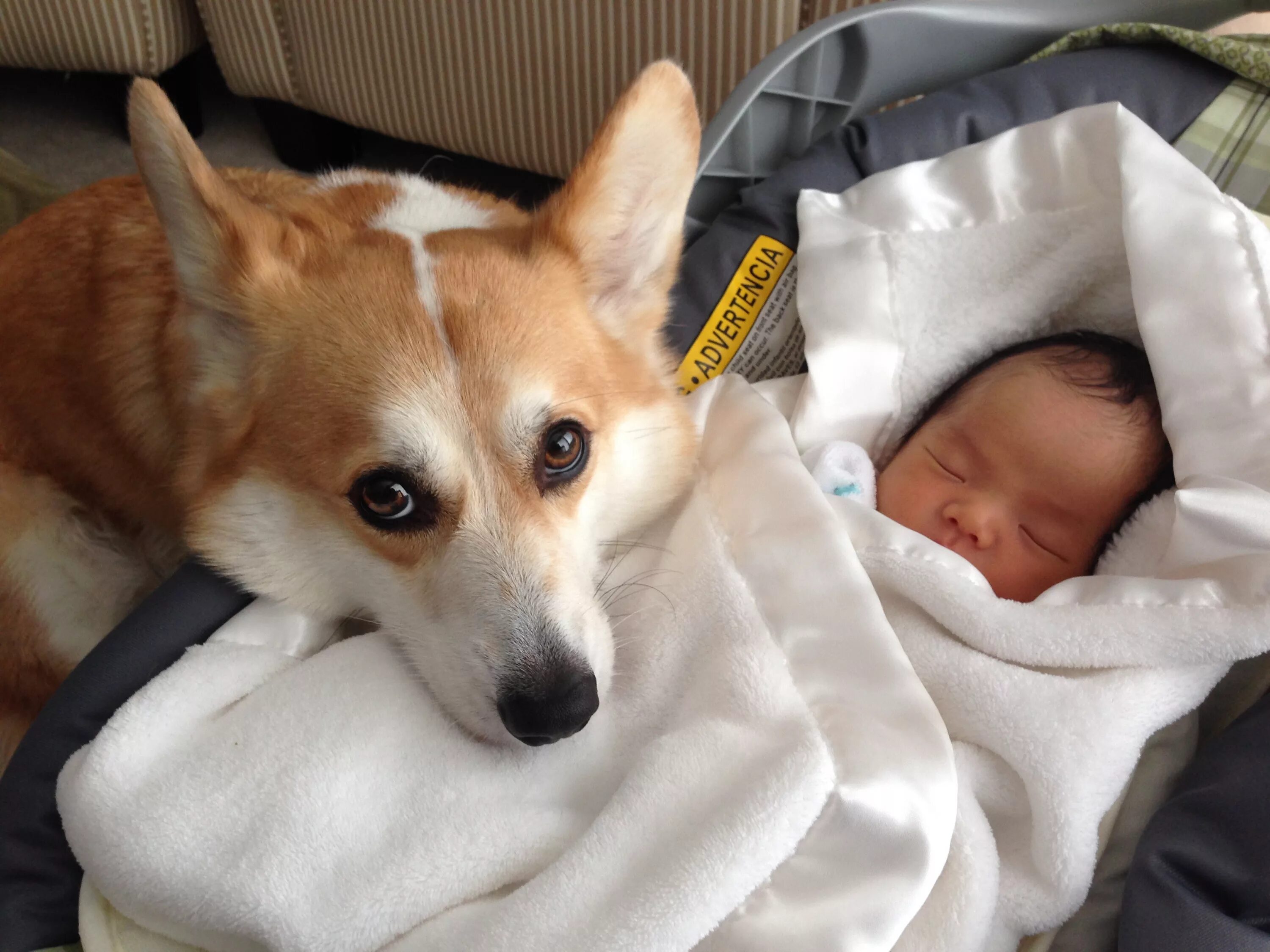 Baby pet. Собака нянька. Корги малыш. Собаки корги малыши. Собака нянька порода.