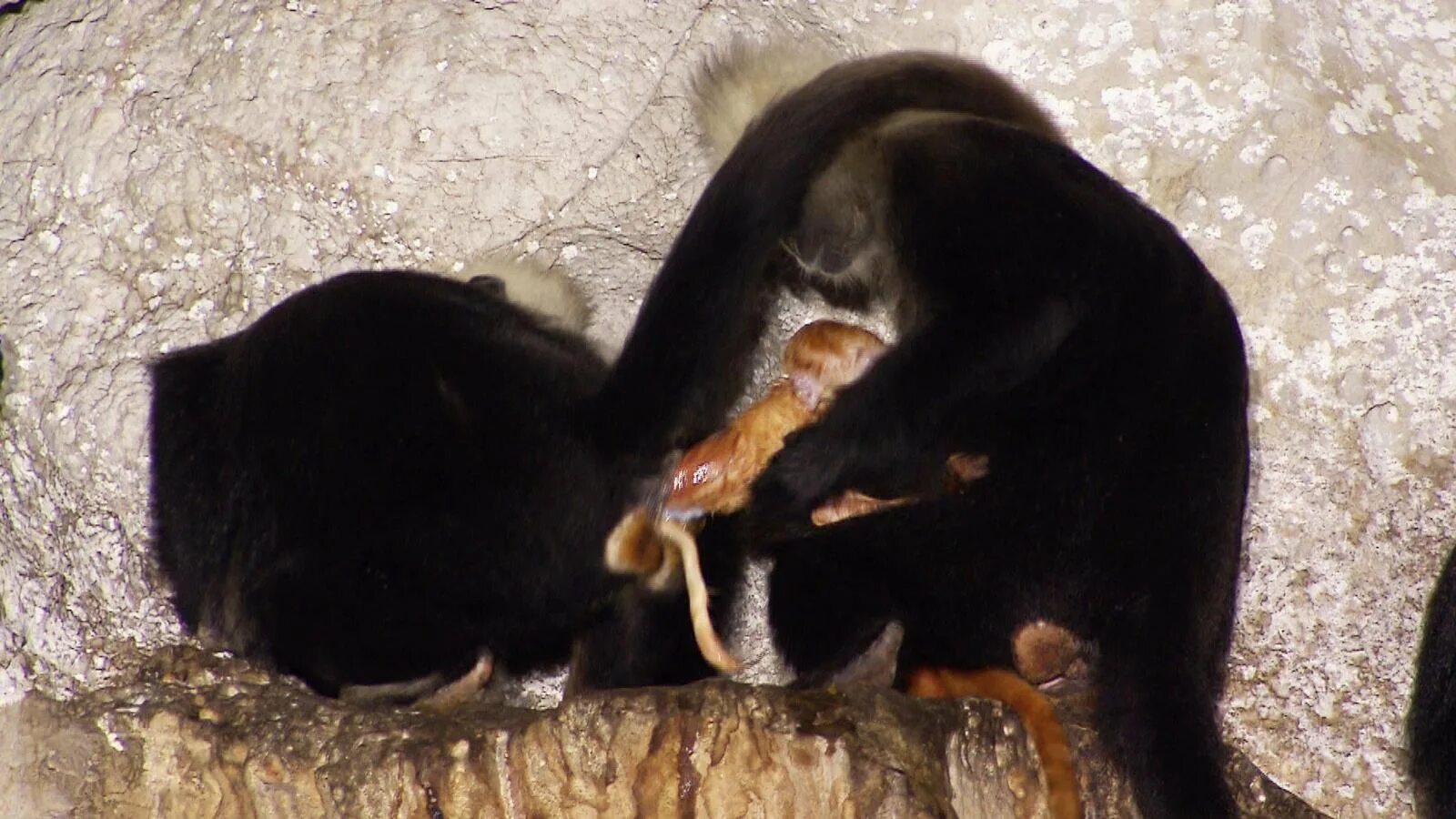 как рожают обезьяны