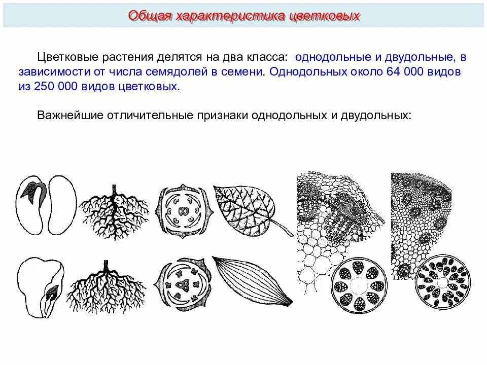 Семена однодольных и двудольных растений. Семена однодольных растений. Рисунок однодольного растения. Однодольные и двудольные растения рисунок.