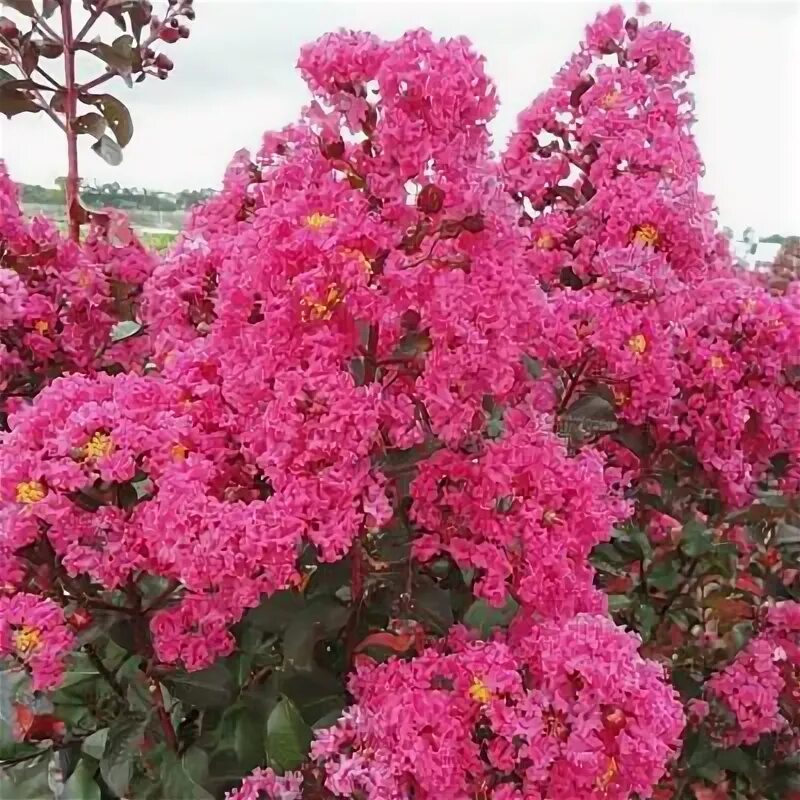 How Should I Prune My Crape Myrtle? Myrtle tree, Crape myrtle, Crepe myrtle land