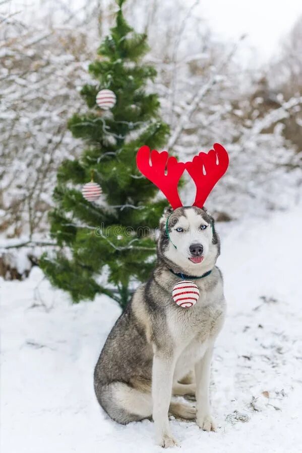 Собака наряженная оленем. Сибирские хаски ездовые. Хаски с оленьими рогами. Хаски глупые. Хаски зима.