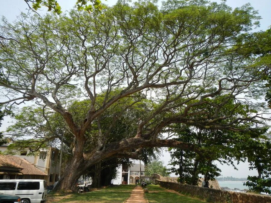 Деревья на шри ланке. Аралия дерево Шри Ланка. Сикомор дерево Шри Ланка.. Слоновье дерево Шри Ланка. Дерево бо Шри Ланка.