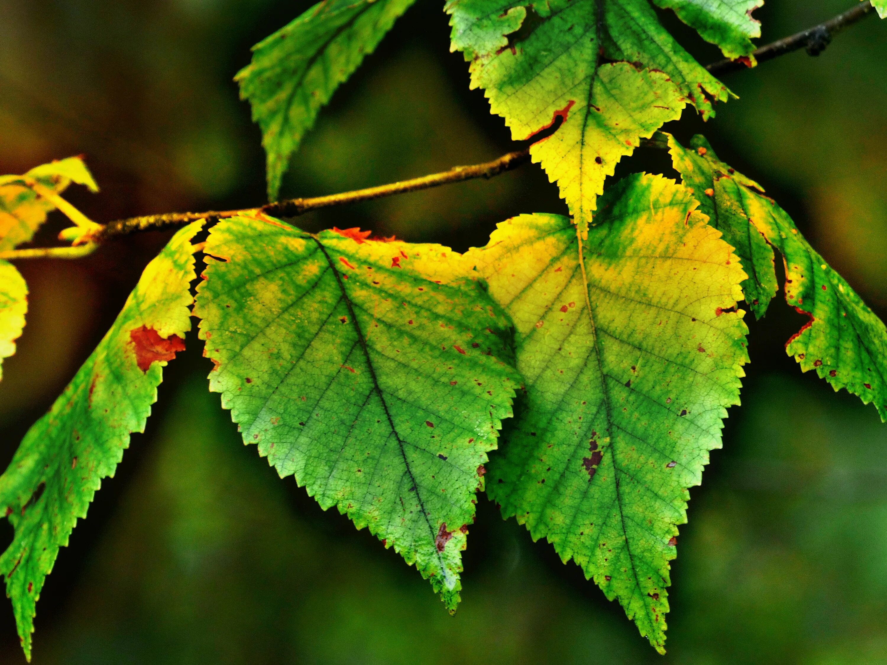 Leaves on the back. Листья березы осенью. Листок березы. Березовый лист. Листочки березы.