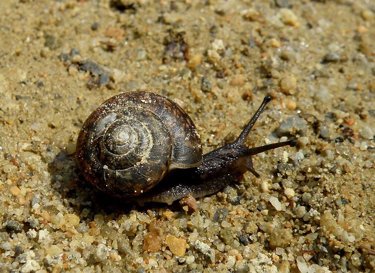 Улитка байкалия. Брюхоногие моллюски гастропода. Брюхоногая улитка. Брюхоногая улитка. Брюхоногие обитают.