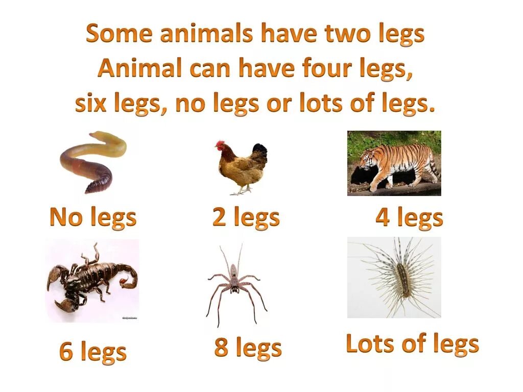 Have has animals. Animal have two Legs. Have got two Legs animals. Which animals have got two Legs.