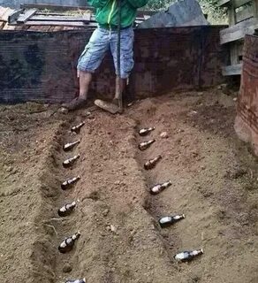 Мы пришли на огород несложный и веселый