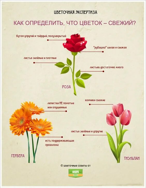 Число цветов значение. Обозначения срезка цветов. значимость количества цветов в букете. значения срезанных цветов в букете. количество цветов в букете значение.