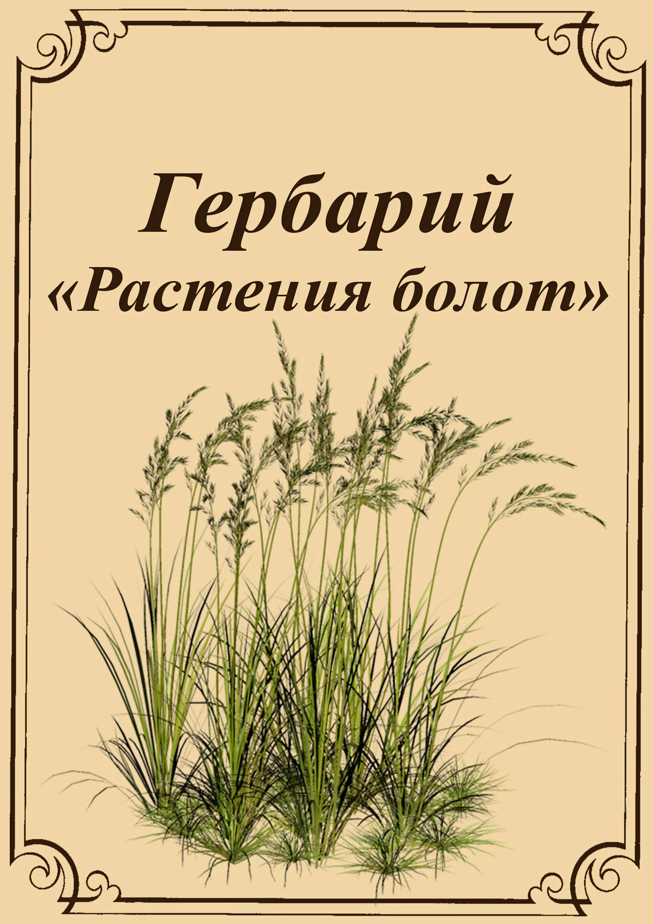 Гербарий примеры оформления. Гербарий шаблоны для дошкольников. Гербарий титульный лист. Гербарий обложка. Шаблоны для гербария.