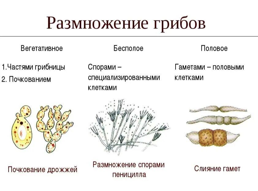 Способы бесполого размножения грибов. Грибы бесполое и половое размножение. Типы бесполого размножения грибов. Размножение грибов способ бесполого размножения.