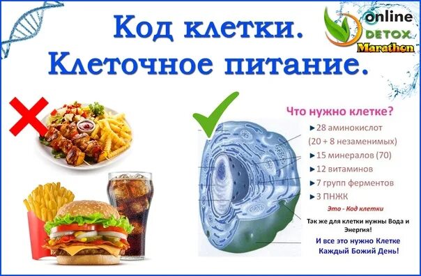 Клеточное питание. Продукты клеточного питания. Питание клетки. Что такое клеточное питание организма человека. Участвует в питании клеток