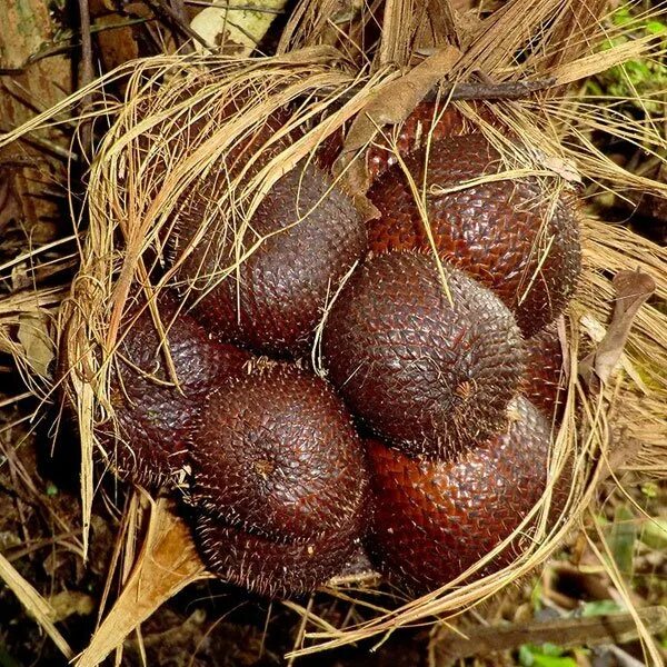 Tag SALAK Jagad Tani - Petaninya Milenial