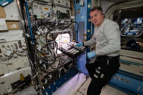 Первый овощ выращенный в космосе стал