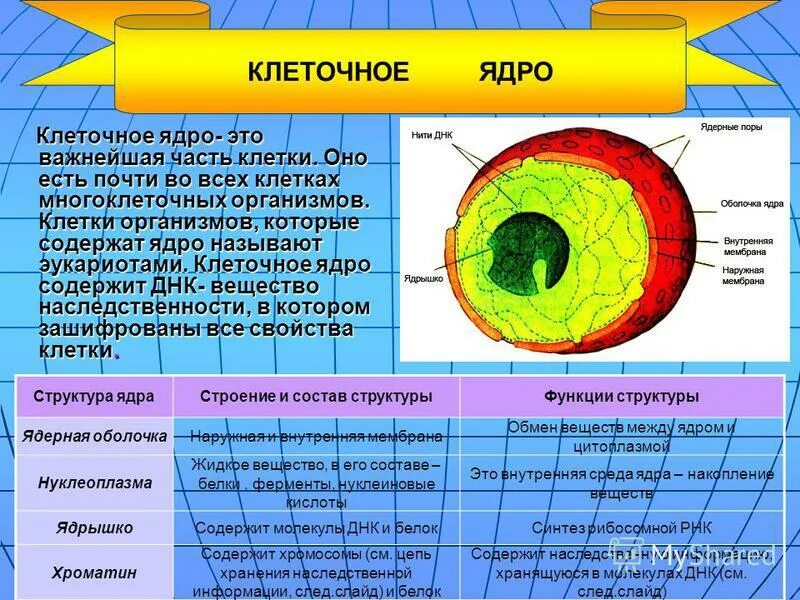 Для какой клетки характерны ядру